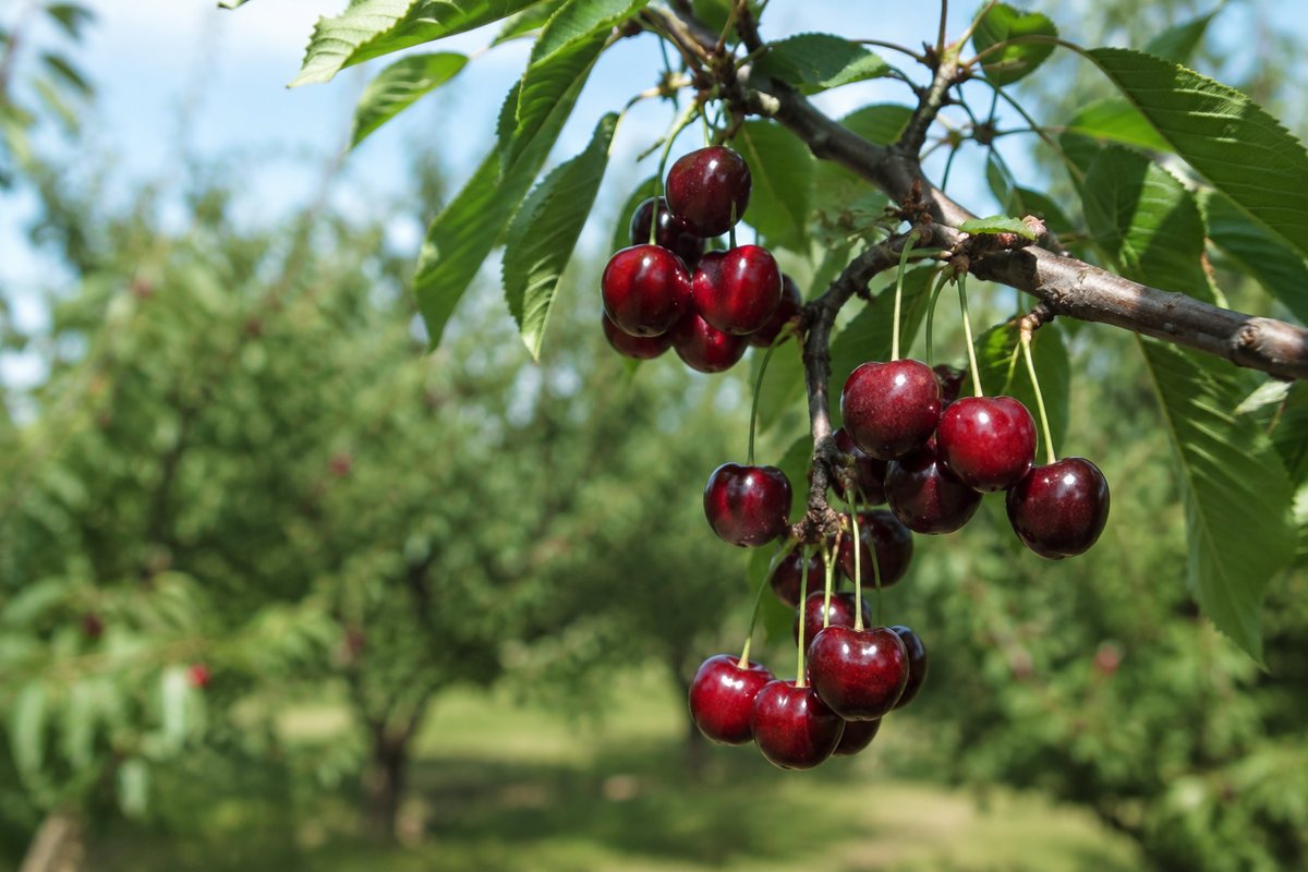 Cacho de cerejas Hedelfingen escuras e firmes num ramo, com pomar desfocado atrás