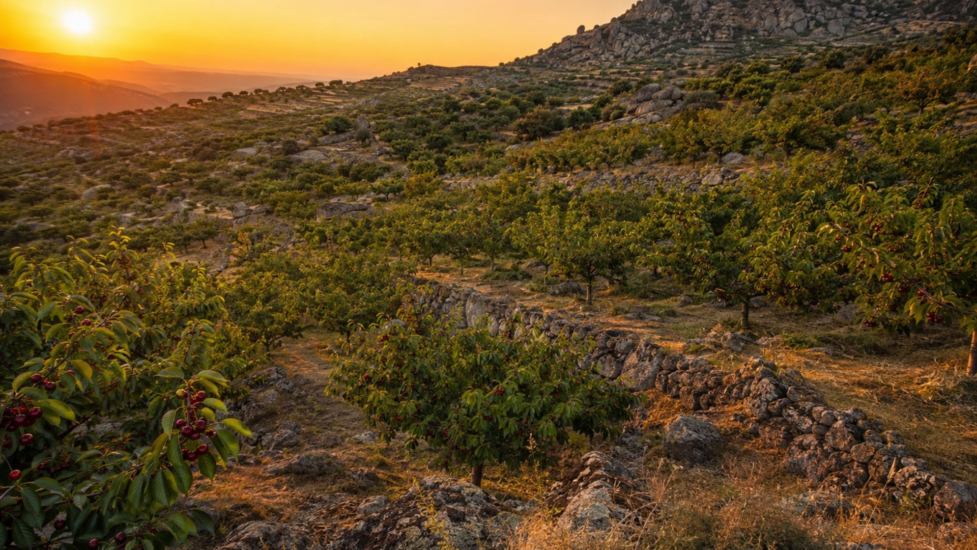 Pomar de cerejeiras em socalcos de granito na encosta, ao nascer do sol